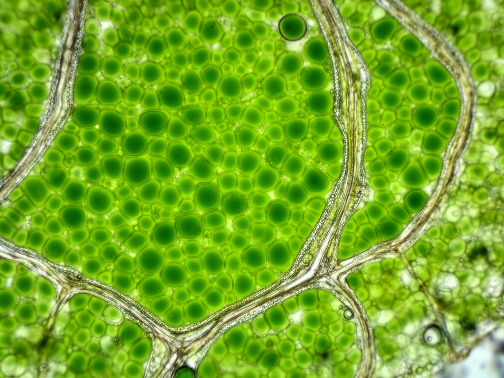 Apstraktna makro fotografija zelenih kloroplasta u biljnom tkivu pod mikroskopom, vidljiva unutarćelijska organizacija i ćelijski zidovi